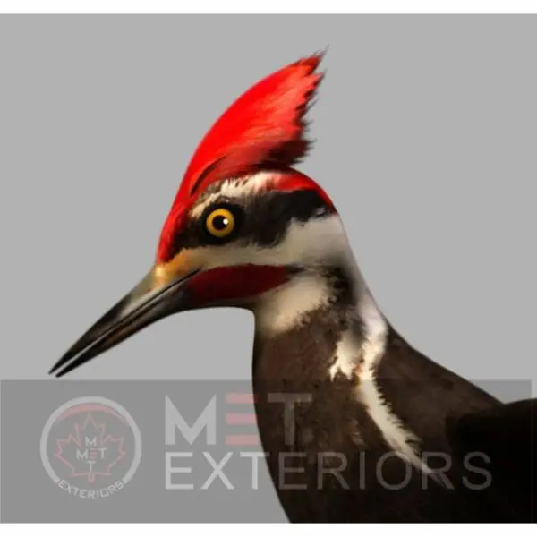 Engineered-woodpecker Coating System